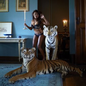 Tigre et tigresse - Image d'illustration